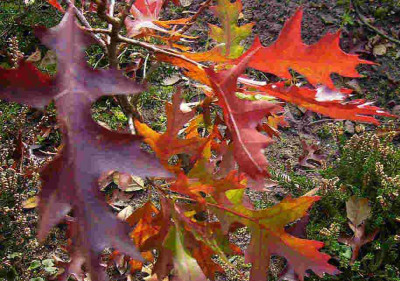 Quercus-palustris-Swamp-Pymgy0610.jpg