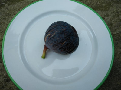 Pastiliere_120916-1kl.jpg
