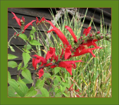 SALVIA_FR_2010_RI.jpg