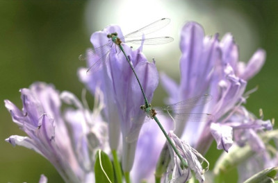 Libelle_Tandem_2_13-08-2006.jpg
