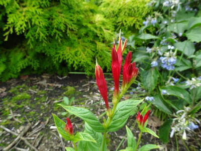 Spigelia marilandica 2016.JPG