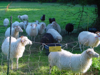 wohlkopf162.weidedurchgang.JPG