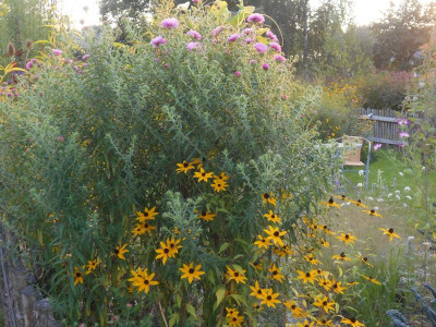 AsterN_A_Rudbeckia.JPG