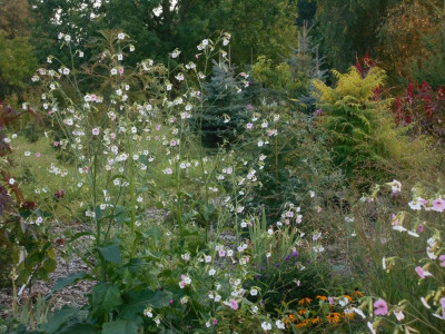 Nicotiana.JPG