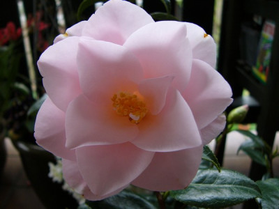Garten_238.jpg