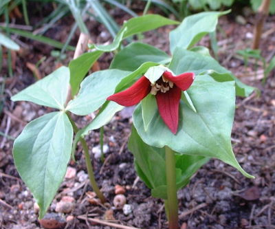 Trillium_erectum_von_Wetzel.JPG