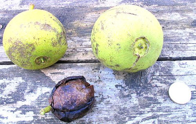 Juglans_nigra_fars.jpg