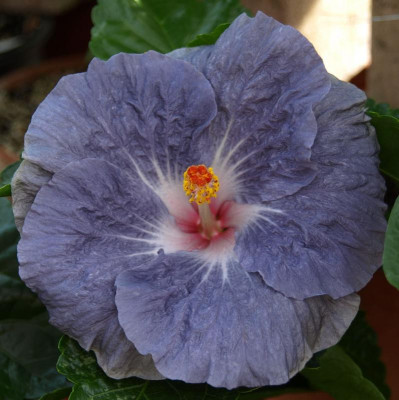 Moorea Dark Kiss.JPG