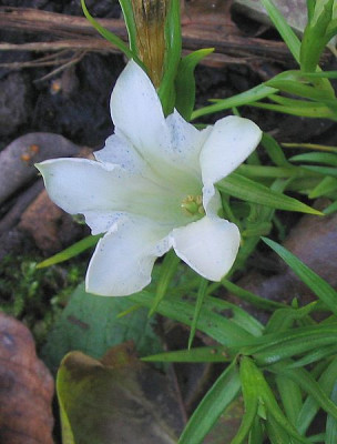 Gentiana_sino_ornata_Hybride_fars.jpg