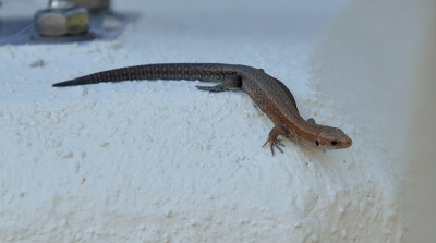 DSC_5723 - Eidechse-CarPort_001.JPG