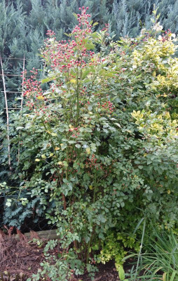Rosa_multiflora_nana.15-4.jpg