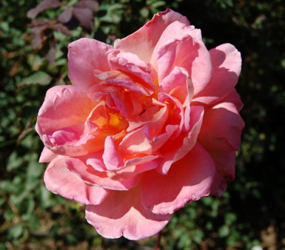 Anne_Marie_Trechslin_S2_0021_89.jpg