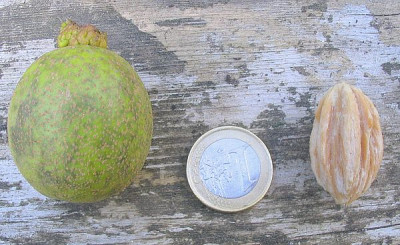Davidia_involucrata_Frucht_fars.jpg