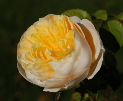 Yellow_Charles_Austin_HS_0047_95.jpg