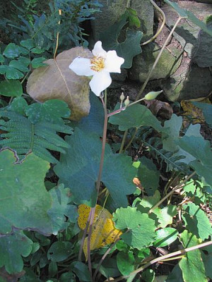 Eomecon_chionanthum_fars.jpg