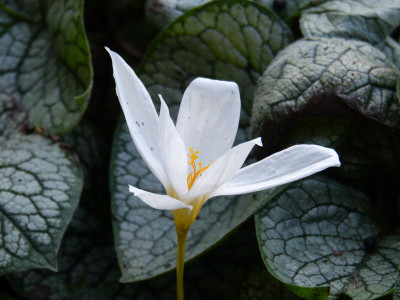 2016-09-13 Crocus speciosus.jpg