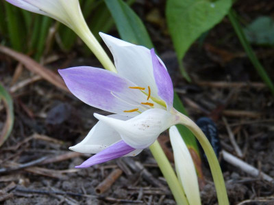 2016-09-13 Colchicum 'Lilac Wonder'.jpg