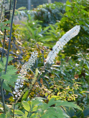 2016-09-13 Cimicifuga ramosa.jpg