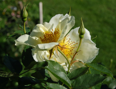 Golden_Wings_HS_0058_93.jpg