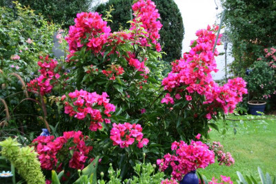 Bougenvillea0615.JPG