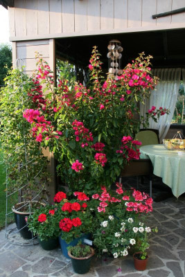 Bougenvillea0916.JPG