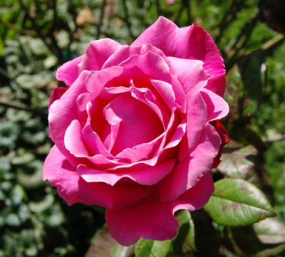 Caprice_de_Meilland_HS_0081_87.jpg