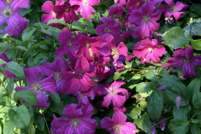 Cl.vit.Abundance0107.jpg