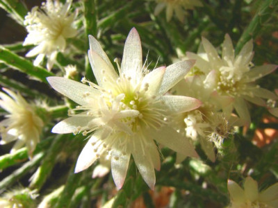 CACT_SA_2110_IV.jpg