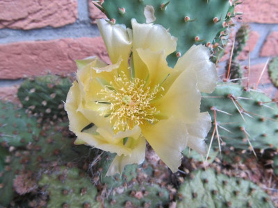 Opuntia IMG_0245.JPG