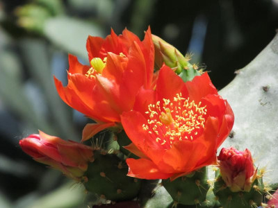 Opuntia bergeriana IMG_1454.JPG