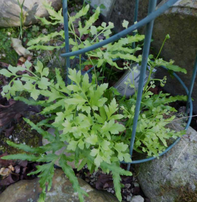 Lygodium japonicum ... 14.9.16 015.jpg