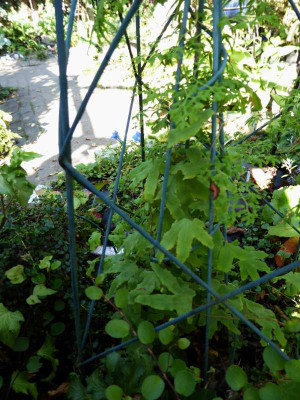 Lygodium palmatum ...   14.9.16 018.jpg