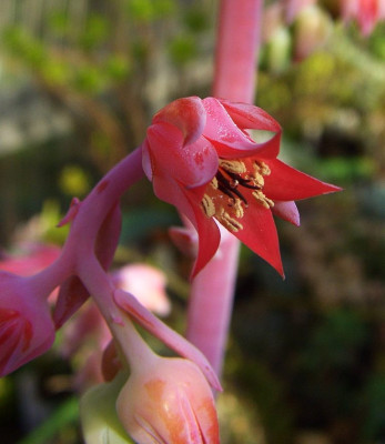 Echeveria_gigantea_Blute.jpg