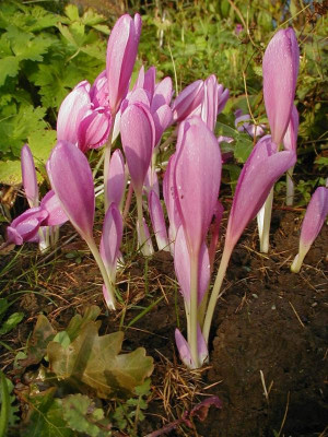 LILAC WONDER 9210044.JPG