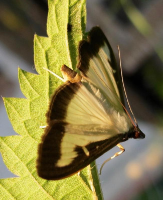 buchsbaumzu?nsler - 1.jpg