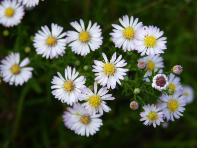 2016-09-14 Aster Sämling A 1.jpg
