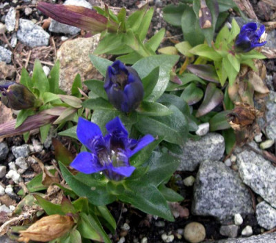 new_Gentiana_septemfida_2006-10-21.jpg