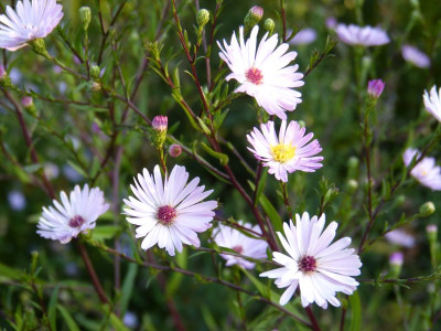 2016-09-14 Aster M 1.jpg