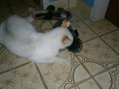 Pablo putzt Schuhe 004.JPG