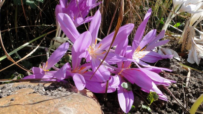 LILAC WONDER.JPG