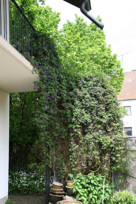 Cl.fauriei Campanulina plena0416.JPG