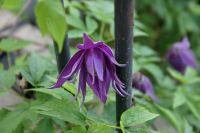 Cl.fauriei campanulina plena0509b.jpg
