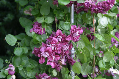 Cl.vit.purpurea Plena Elegans0410.jpg