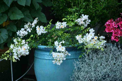 Rose Sternenflor0313a.jpg