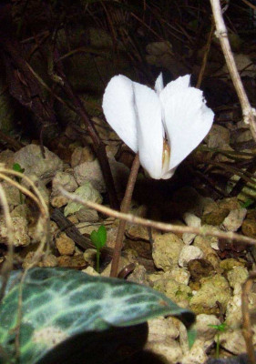 Cyclamen_cilicium_album.jpg