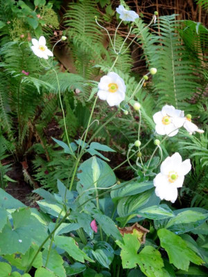 Anemone Japonica-Hybride 'Honorine Jobert'_4135.jpg