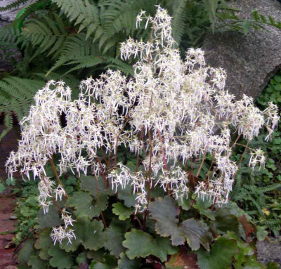 new_Saxifraga_fortunei_Rubifolia_2006-10-21.jpg