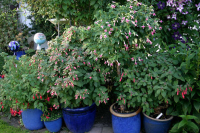 Fuchsie0307.jpg