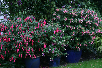 Fuchsien3511.jpg