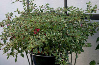 Fuchsie0607a.jpg